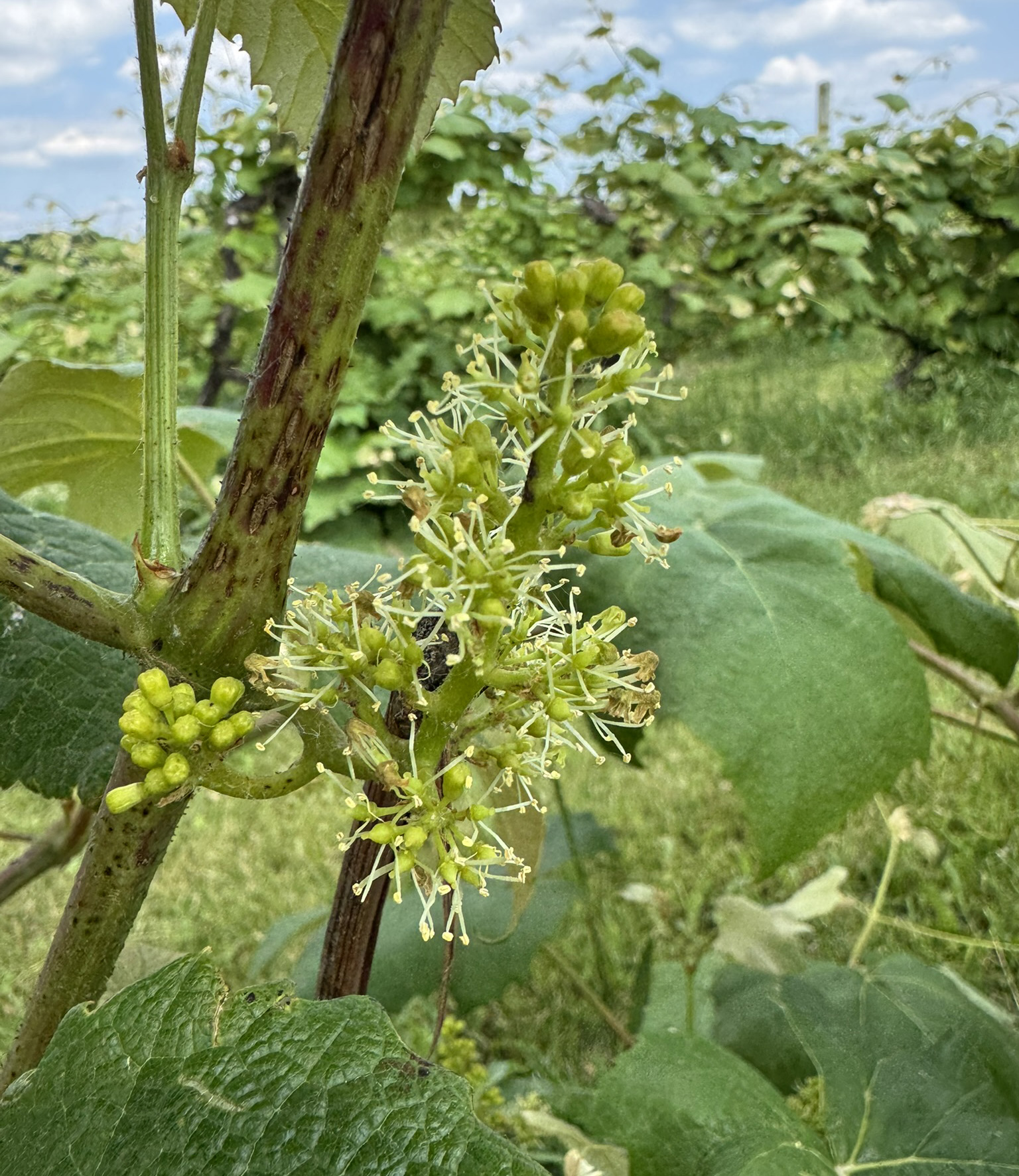 Concord grapes flowering.